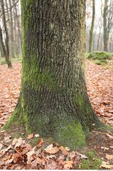 Photo Textures of Tree Bark